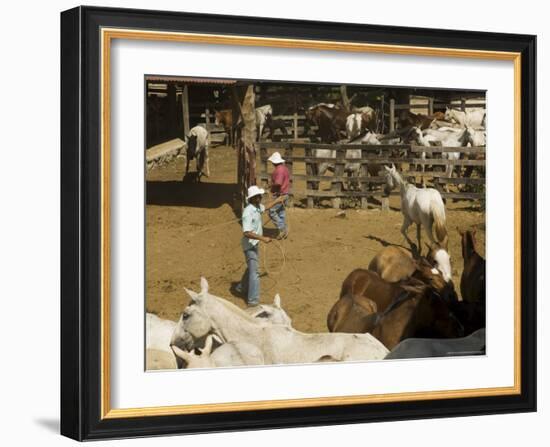 Horses, Hacienda Guachipelin, Near Rincon De La Vieja National Park, Guanacaste, Costa Rica-R H Productions-Framed Photographic Print