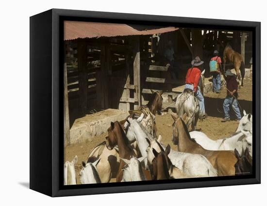 Horses, Hacienda Guachipelin, Near Rincon De La Vieja National Park, Guanacaste, Costa Rica-R H Productions-Framed Premier Image Canvas