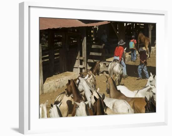 Horses, Hacienda Guachipelin, Near Rincon De La Vieja National Park, Guanacaste, Costa Rica-R H Productions-Framed Photographic Print