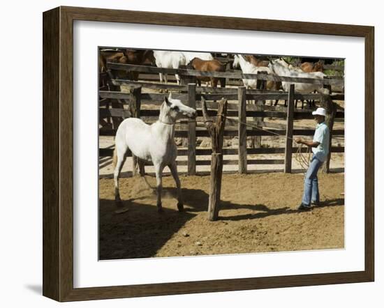 Horses, Hacienda Guachipelin, Near Rincon De La Vieja National Park, Guanacaste, Costa Rica-R H Productions-Framed Photographic Print