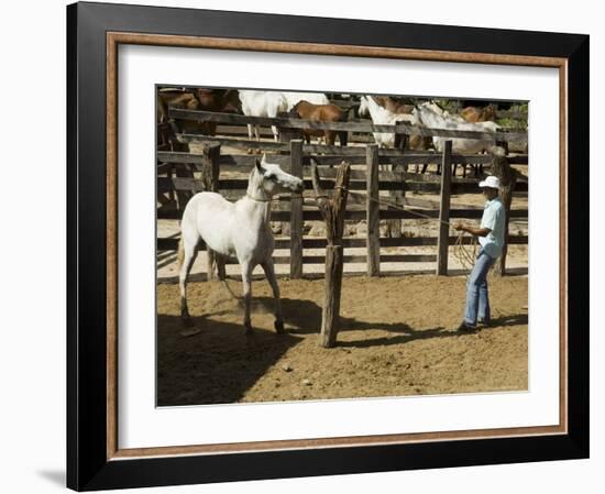 Horses, Hacienda Guachipelin, Near Rincon De La Vieja National Park, Guanacaste, Costa Rica-R H Productions-Framed Photographic Print