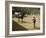 Horses, Hacienda Guachipelin, Near Rincon De La Vieja National Park, Guanacaste, Costa Rica-R H Productions-Framed Photographic Print