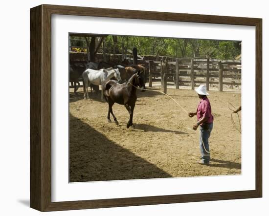 Horses, Hacienda Guachipelin, Near Rincon De La Vieja National Park, Guanacaste, Costa Rica-R H Productions-Framed Photographic Print