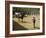 Horses, Hacienda Guachipelin, Near Rincon De La Vieja National Park, Guanacaste, Costa Rica-R H Productions-Framed Photographic Print