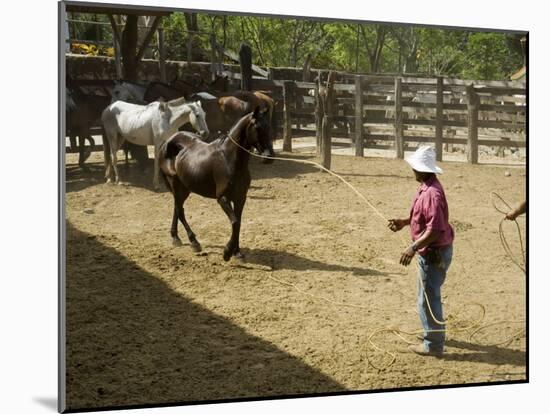 Horses, Hacienda Guachipelin, Near Rincon De La Vieja National Park, Guanacaste, Costa Rica-R H Productions-Mounted Photographic Print