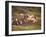 Horses, Haflinger, Meadow-Thonig-Framed Photographic Print