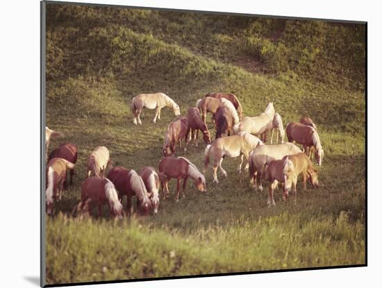 Horses, Haflinger, Meadow-Thonig-Mounted Photographic Print