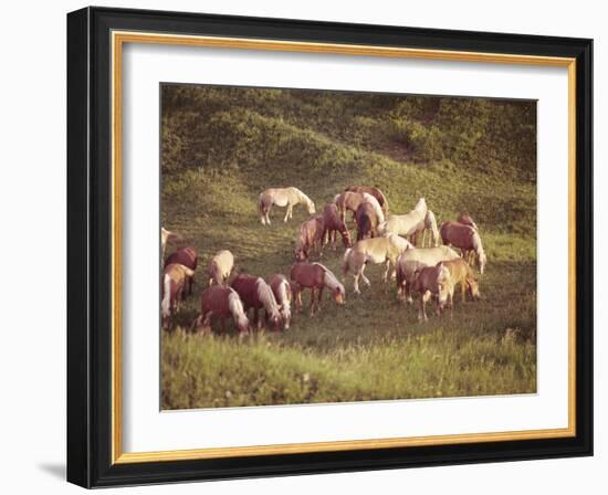 Horses, Haflinger, Meadow-Thonig-Framed Photographic Print