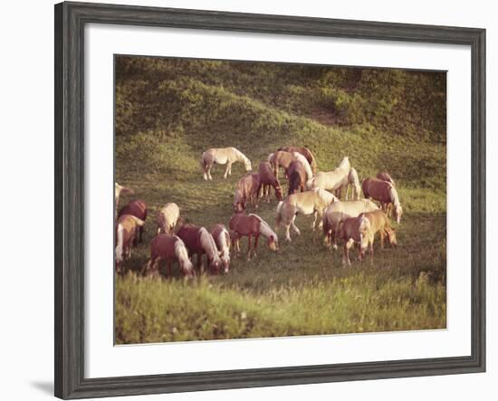 Horses, Haflinger, Meadow-Thonig-Framed Photographic Print