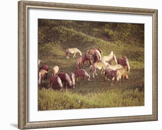 Horses, Haflinger, Meadow-Thonig-Framed Photographic Print