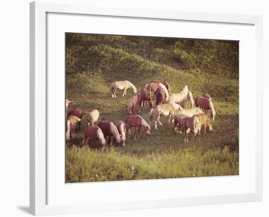 Horses, Haflinger, Meadow-Thonig-Framed Photographic Print