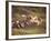 Horses, Haflinger, Meadow-Thonig-Framed Photographic Print