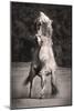 Horses II-Sally Linden-Mounted Photo