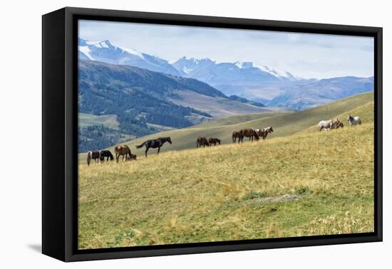 Horses, Ile-Alatau National Park, Tien Shan Mountains, Assy Plateau, Almaty, Kazakhstan, Central As-G&M Therin-Weise-Framed Premier Image Canvas