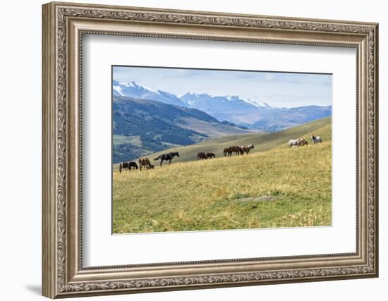 Horses, Ile-Alatau National Park, Tien Shan Mountains, Assy Plateau, Almaty, Kazakhstan, Central As-G&M Therin-Weise-Framed Photographic Print