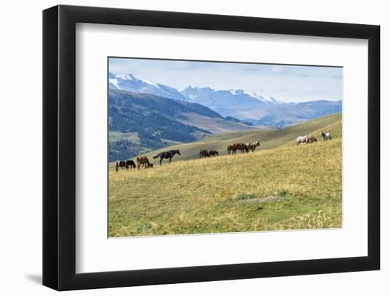 Horses, Ile-Alatau National Park, Tien Shan Mountains, Assy Plateau, Almaty, Kazakhstan, Central As-G&M Therin-Weise-Framed Photographic Print