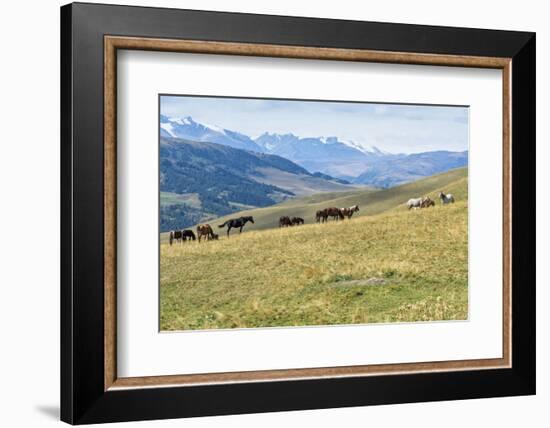 Horses, Ile-Alatau National Park, Tien Shan Mountains, Assy Plateau, Almaty, Kazakhstan, Central As-G&M Therin-Weise-Framed Photographic Print