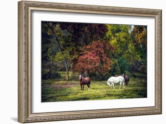 Horses in a Field at Fall in USA-Jody Miller-Framed Photographic Print