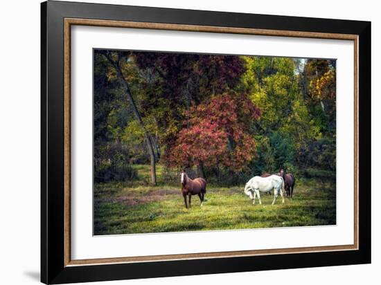 Horses in a Field at Fall in USA-Jody Miller-Framed Photographic Print