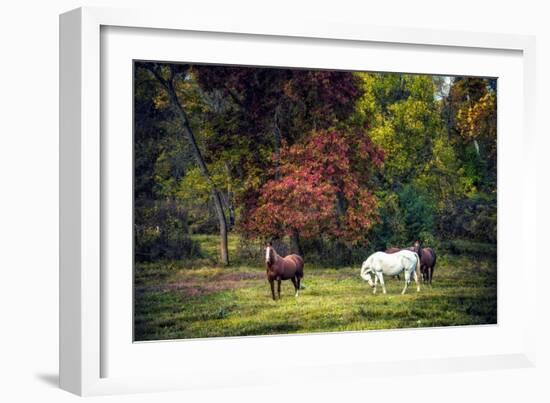 Horses in a Field at Fall in USA-Jody Miller-Framed Photographic Print