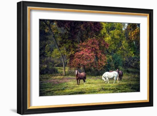 Horses in a Field at Fall in USA-Jody Miller-Framed Photographic Print