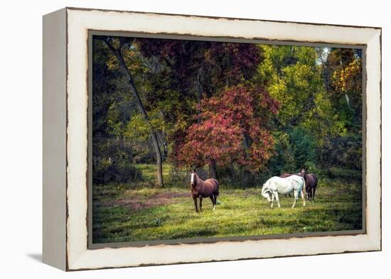 Horses in a Field at Fall in USA-Jody Miller-Framed Premier Image Canvas