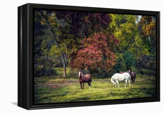 Horses in a Field at Fall in USA-Jody Miller-Framed Premier Image Canvas