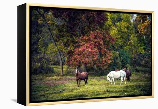 Horses in a Field at Fall in USA-Jody Miller-Framed Premier Image Canvas