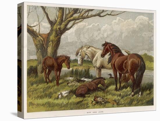 Stretched Canvas Print, , large