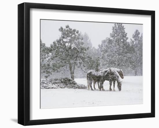 Horses in a Snowstorm, Colorado, United States of America, North America-James Gritz-Framed Photographic Print