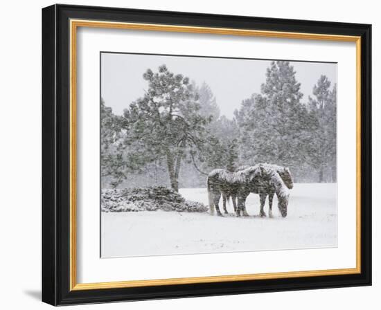 Horses in a Snowstorm, Colorado, United States of America, North America-James Gritz-Framed Photographic Print