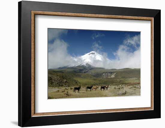 Horses in Cotopaxi National Park-Guido Cozzi-Framed Photographic Print