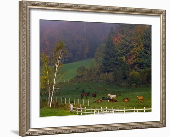Horses in Field, Near Grandville, Vermont, USA-Joe Restuccia III-Framed Photographic Print