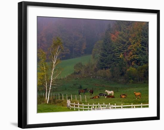 Horses in Field, Near Grandville, Vermont, USA-Joe Restuccia III-Framed Photographic Print