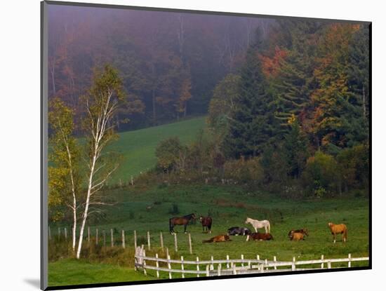 Horses in Field, Near Grandville, Vermont, USA-Joe Restuccia III-Mounted Photographic Print