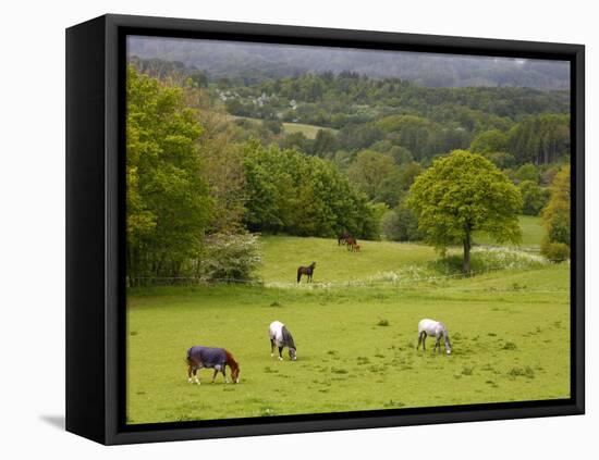 Horses in Field Near Vejle, Jutland, Denmark, Scandinavia, Europe-Yadid Levy-Framed Premier Image Canvas