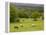 Horses in Field Near Vejle, Jutland, Denmark, Scandinavia, Europe-Yadid Levy-Framed Premier Image Canvas