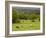 Horses in Field Near Vejle, Jutland, Denmark, Scandinavia, Europe-Yadid Levy-Framed Photographic Print