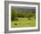 Horses in Field Near Vejle, Jutland, Denmark, Scandinavia, Europe-Yadid Levy-Framed Photographic Print