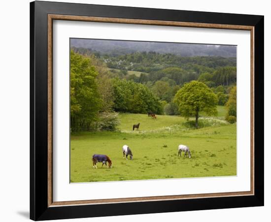 Horses in Field Near Vejle, Jutland, Denmark, Scandinavia, Europe-Yadid Levy-Framed Photographic Print