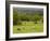 Horses in Field Near Vejle, Jutland, Denmark, Scandinavia, Europe-Yadid Levy-Framed Photographic Print