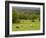 Horses in Field Near Vejle, Jutland, Denmark, Scandinavia, Europe-Yadid Levy-Framed Photographic Print