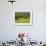 Horses in Field Near Vejle, Jutland, Denmark, Scandinavia, Europe-Yadid Levy-Framed Photographic Print displayed on a wall