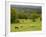 Horses in Field Near Vejle, Jutland, Denmark, Scandinavia, Europe-Yadid Levy-Framed Photographic Print