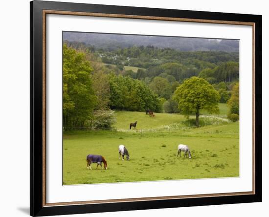 Horses in Field Near Vejle, Jutland, Denmark, Scandinavia, Europe-Yadid Levy-Framed Photographic Print