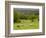 Horses in Field Near Vejle, Jutland, Denmark, Scandinavia, Europe-Yadid Levy-Framed Premium Photographic Print