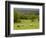 Horses in Field Near Vejle, Jutland, Denmark, Scandinavia, Europe-Yadid Levy-Framed Premium Photographic Print