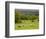 Horses in Field Near Vejle, Jutland, Denmark, Scandinavia, Europe-Yadid Levy-Framed Photographic Print