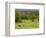 Horses in Field Near Vejle, Jutland, Denmark, Scandinavia, Europe-Yadid Levy-Framed Photographic Print