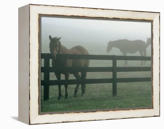 Horses in Fog, Chesapeake City, MD-Henry Horenstein-Framed Premier Image Canvas